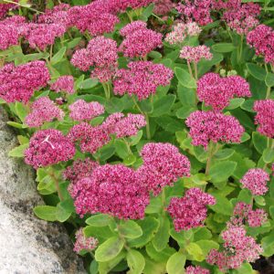 Sedum telephium HERBSTFREUDE