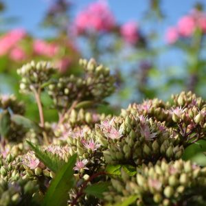 Sedum telephium PURPLE EMPEROR