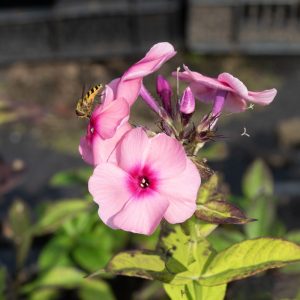 Phlox paniculata JEFF′S PINK