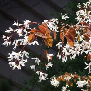 Amelanchier laevis 150-200