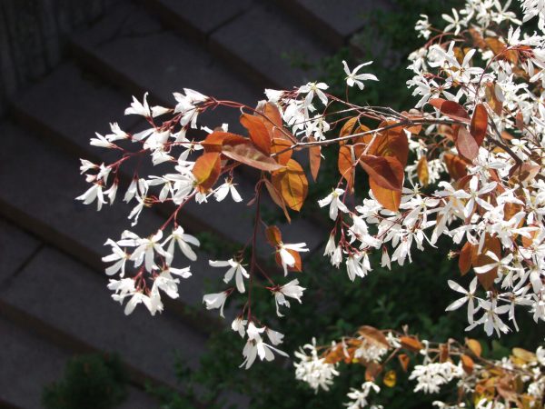 Amelanchier laevis 150-200