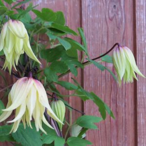 Clematis Alpina-ryhmä GOLDEN DREAM