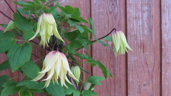 Clematis Alpina-ryhmä GOLDEN DREAM