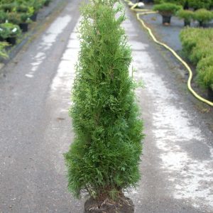 Thuja occidentalis Holmstrup