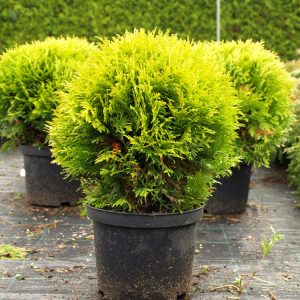 Thuja occidentalis Mirjam