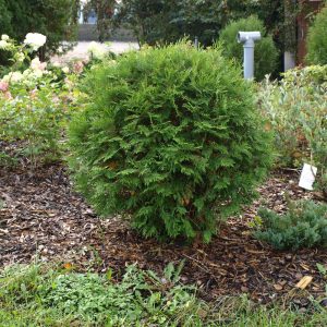 Thuja occidentalis Woodwardii