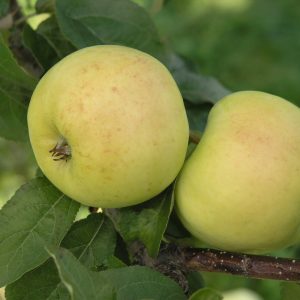 Malus domestica ANTONOVKA