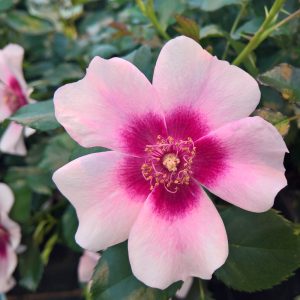 Rosa BRAVO BABYLON EYES