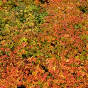 Stephanandra inc. CRISPA