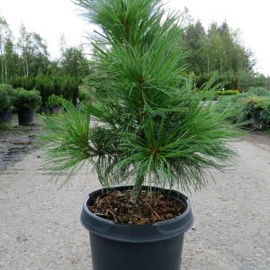 Pinus pumila Glauca