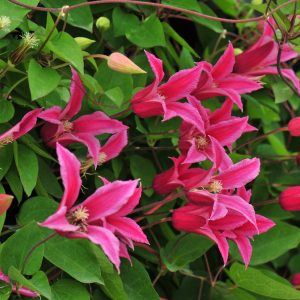 Clematis Texensis-ryhmä PRINCESS DIANA