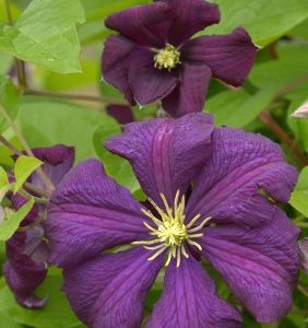 Clematis Viticella-ryhmä ETOILE VIOLETTE