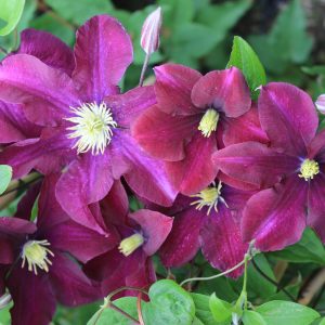 Clematis WARSZAWSKA NIKE