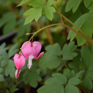 Lamprocapnos spectabilis (Dicentra spectabilis )