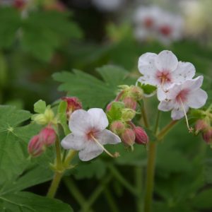 Geranium macr. ′Spessart′