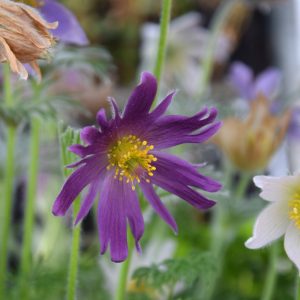 Pulsatilla v. ′Papageno′