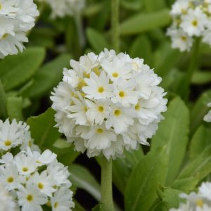 Primula dent. ′Alba′