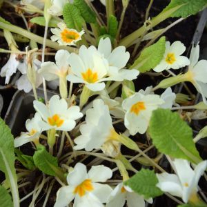 Primula vulgaris