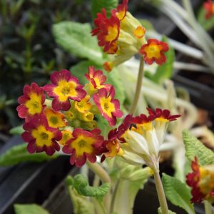 Primula veris ′Orange with yellow′