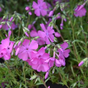 Phlox (S) ′MacDaniel′s Cushion′