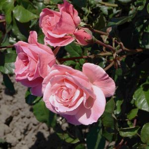 Rosa QUEEN ELIZABETH