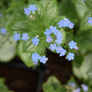 Brunnera macr. ′Sea Heart′ P9