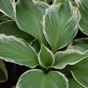 Hosta ′Undulata Albomarginata′ P9