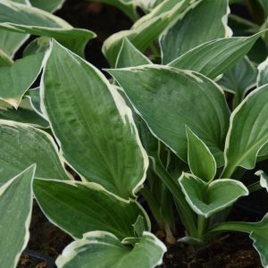 Hosta ′Francee′ P9