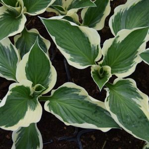 Hosta ′Patriot′