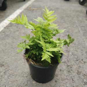 Matteuccia struthiopteris