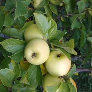 Malus domestica BORGOVSKOJE