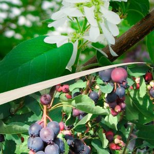 Amelanchier alnifolia NORTHLINE