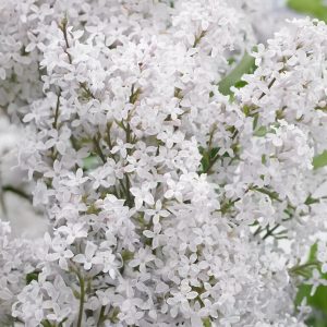 Syringa meyeri FLOWERFESTA WHITE