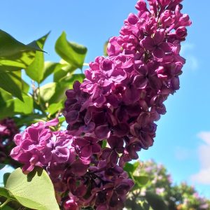 Syringa PARONITAR