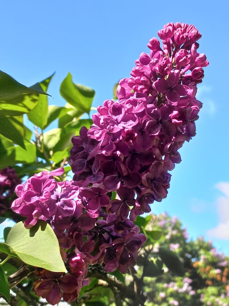 Syringa PARONITAR