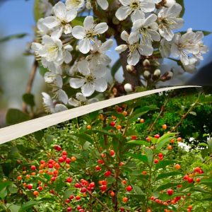 Prunus cerasus TAMARIS
