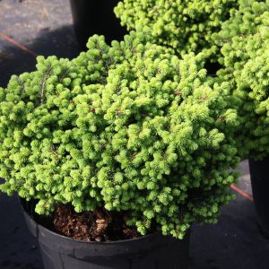 Picea abies LITTLE GEM
