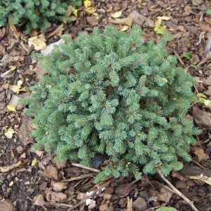 Picea glauca Echiniformis