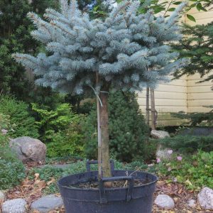 Picea pungens GLAUCA GLOBOSA