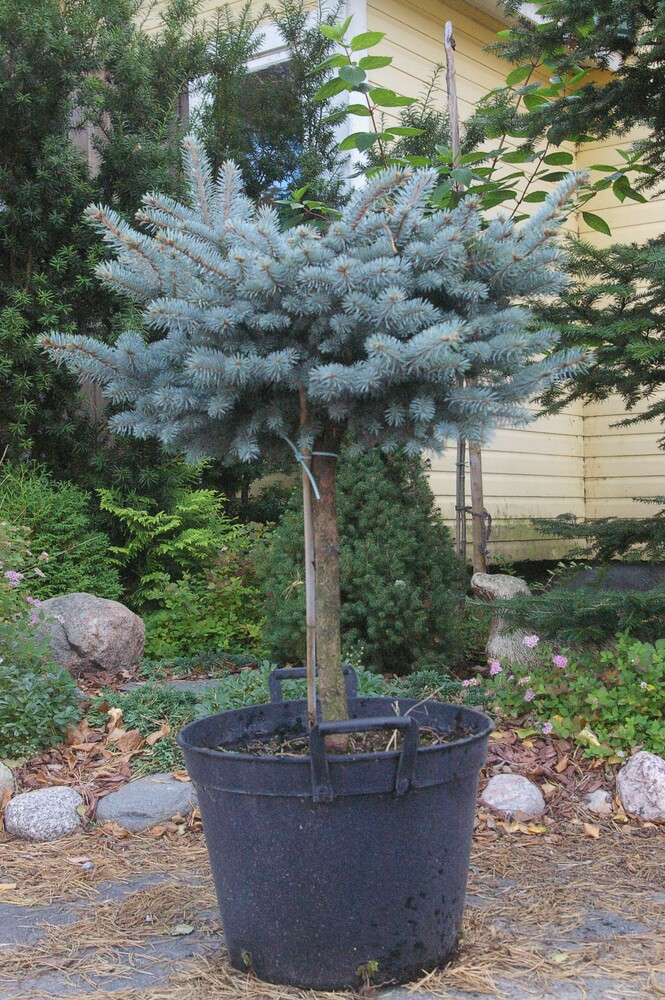 Picea pungens GLAUCA GLOBOSA