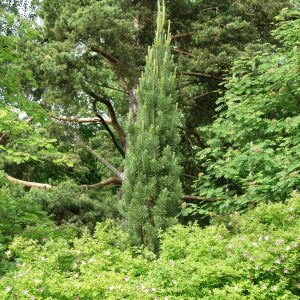 Pinus sylvestris Fastigiata