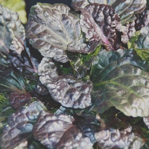 Ajuga reptans BLACK SCALLOP