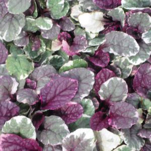Ajuga reptans BURGUNDY GLOW