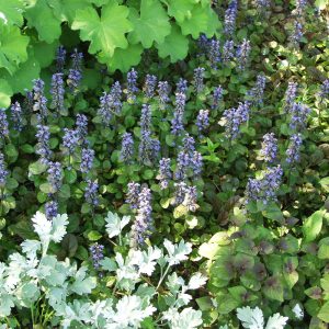 Ajuga reptans