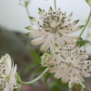 Astrantia major SNOW STAR