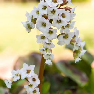 Bergenia BRESSINGHAM WHITE