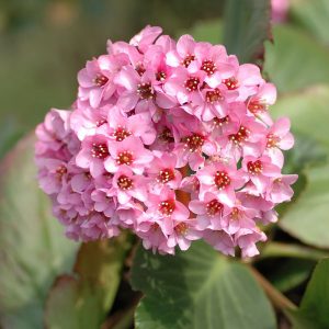 Bergenia ROSI KLOSE