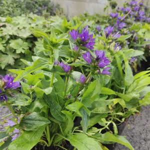 Campanula glomerata ACAULIS