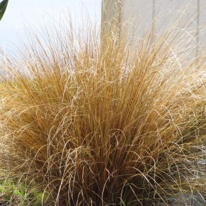 Carex buchananii