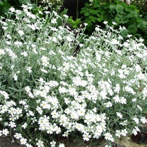 Cerastium tomentosum